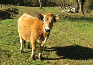 vache-aubrac