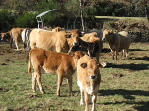 vache aubrac