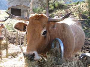 vache aubrac