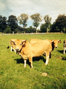 ferme st bonnet (5)